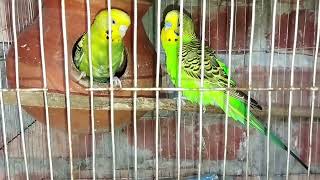 Love birds sounds #birds #parakeet #lovebirds