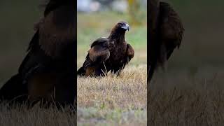 the majestic  wedge tailed eagle 😎🦅😲🌞🔥#wildlife #birds #australia #brisbaneaustralia #eagle #nature