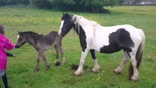 The Real Pony Children Feeding Horses - ADORABLE BABY HORSE!!!