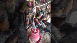 मुर्गी को घास कब खिलाय। Green feed for desi Murgi. Sonali, KADAKNATH, ffg, rir and eggs