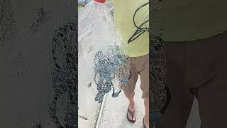 Castnetting for bait