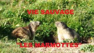 VIE SAUVAGE : "Les marmottes"