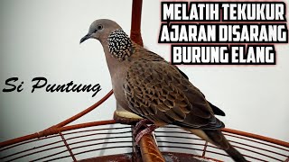 MELATIH TEKUKUR AJARAN DI SARANG BURUNG ELANG || AJARAN SI PUNTUNG MENUNJUKKAN BAKATNYA