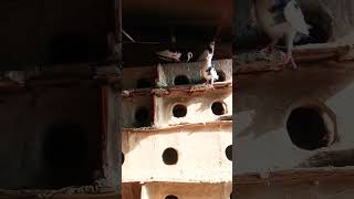 #viral #viralvideo #pigeon #kabootar #foryou #foryoupage #trending #trendingvideo #popular #video