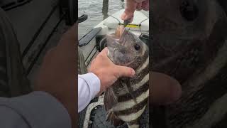 sheepshead have gnarly teeth