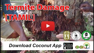 Termite Damage [TAMIL]