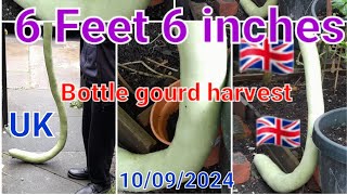 6 Feet 6 inches bottle gourd harvest in uk.