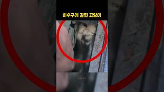 하수구의 고양이를 구조한 사람들