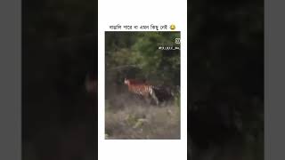 Bengali in serious moment #tiger #sundarban