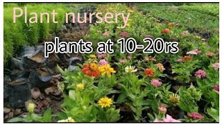 Nursery In meerut very cheap and good plant available at rs.10-20 easily.