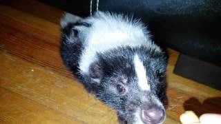 Squeaking skunk!!