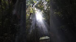 Uzdrawiający rytuał w jungli #healing #waterfall #jungle #forest #bejigriya #bali #nature #feeling