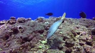 Diving in Reunion island - Saint Gilles "Maharani"