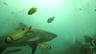 Bega Lagoon Fiji Shark Dive