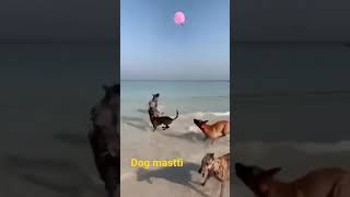 WhatsApp status dog 🐕 mastti. WhatsApp status video. mastti is dog. full mastti 🐕🐕. #short. #youtub