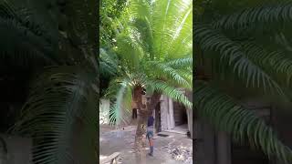 Lovely cycad tree, #shorts  #flowers, #plants ,#lj'sgarden