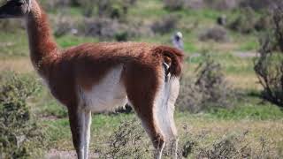 Guanacos - Patagônia Argentina