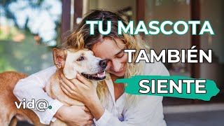 El Universo Emocional de los Animales: Más Profundo de lo Que Crees  #VidaTV #AmorAnimal