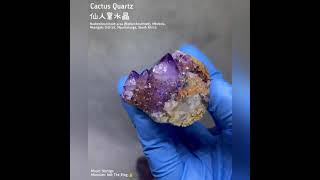 Boekenhoutshoek Cactus Quartz Bundle