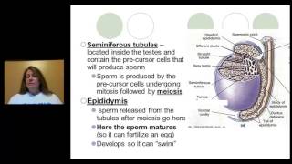 Male Female Reproductive Systems