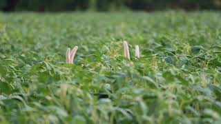 Velvet bucks bedded in a bean field.