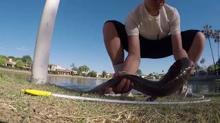 Arizona Urban POND HOPPING (surprise)