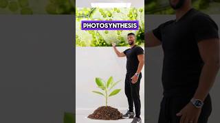 GCSE Biology - Photosynthesis Rap