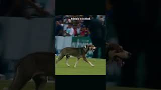 Animals in football