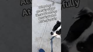 Dog Training Loose Leash Walking for A Pup that had Leash Aggression