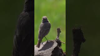 Redstart bird (Phoenicurus phoenicurus)  Beautiful bird on the ground and dandelions