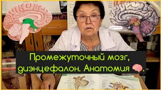 Промежуточный мозг, его функции и строение. Анатомия. 🧠👍