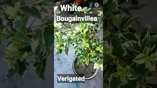 #bougainvillea||white bougainvillea||veriegated bougainvillea#shorts #youtubeshorts