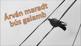 Édesanyám emlékére - Árván maradt bús galamb (Nagy Veronika verse)