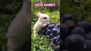 Cute Rabbit #rabbit #rabbitfarming #rabbitsound #rabbitasmr #rabbitlifestyle #rabbitjump #wildlife