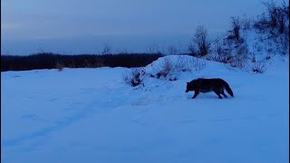 Getting the Wolves All Worked Up!