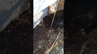 Forget the ground hog waking up ,I'm digging for it . Pyrenees mix n golden retriever puppy