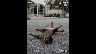 Kucing mencari sensasi #lucu #kucing #ngakak #viral