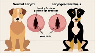 Dog Laryngeal Paralysis Educational Video