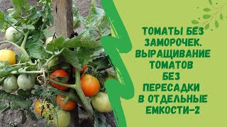 👍🍅Томаты без заморочек.Выращивание томатов без пересадки в отдельные емкости.-2