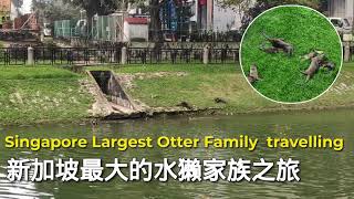 Singapore Largest Otter Family travelling from Whampoa to Kallang River 新加坡最大水獭家庭之旅 | 新加坡自然野生动物