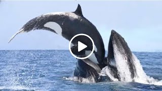 Esta es la Razón por la que Todas las Ballenas Tienen Miedo de las Orcas