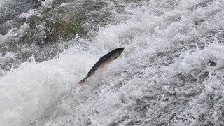 Fly fishing for salmon in Norway