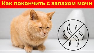 Непреложные советы по устранению запаха кошачьей мочи в вашем доме