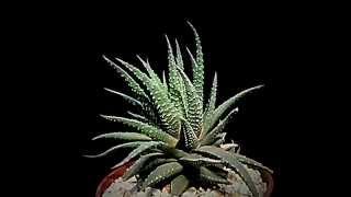 Botanic - Haworthia Fasciata