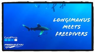 Longimanus meets Freedivers | Raw GoPro Footage