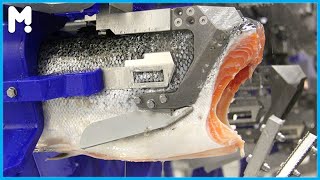 How Salmon Fillet Are Made In Factory - How It's Made Salmon Fillet - Salmon Fishes Processing