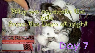 Why we separate the kits from the dam at night || All_about_rabbits