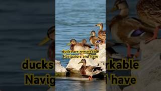 #duck #animals #navigation #interestingfacts #dailyshorts #dailyfacts #curiousminds