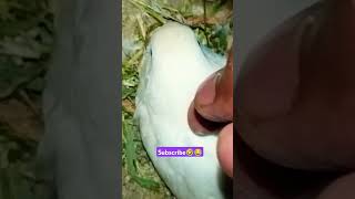 Pooda😂🤣 subscribe please 🤩 #funny_chicken #husbandwifetamilcomedy #kozhi_koothugal #funny #budgies