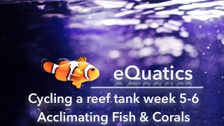 How to cycle a saltwater tank (Week 5-6) Acclimating Fish and Corals